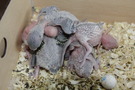 110817 --- R7, R10, R14, R15, R17 och R19